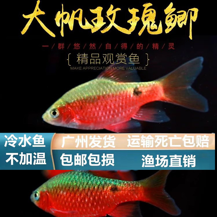 【冷水鱼】大帆玫瑰鲫冷水鱼新手鱼水草缸小型观赏鱼红玫瑰宝石鲫