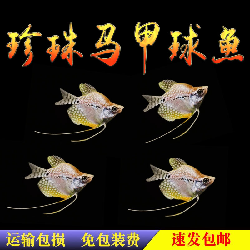 【热带鱼】珍珠马甲球鱼热带鱼观赏鱼活体珍珠马甲鱼球型鱼混养鱼
