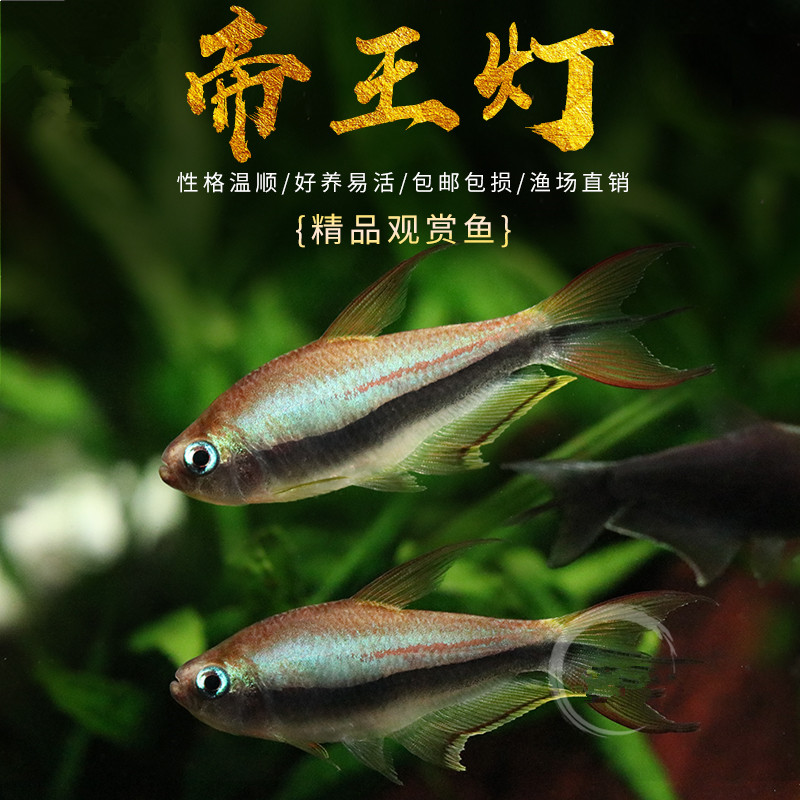 【热带鱼】帝王灯鱼小型热带鱼黑帝王灯草缸淡水蓝国王群游鱼