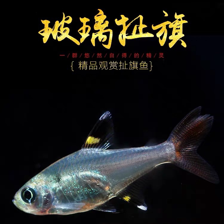 【热带鱼】玻璃扯旗鱼小型热带鱼观赏鱼鱼温顺活泼中下层玻璃帆鳍鱼
