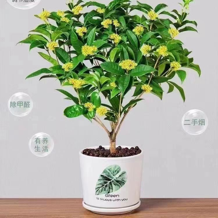 四季桂花浓香型花期长室内室外好养易活绿植盆栽