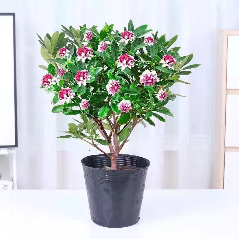 金边瑞香盆栽浓香型不带花苞耐寒开花室内观花花卉
