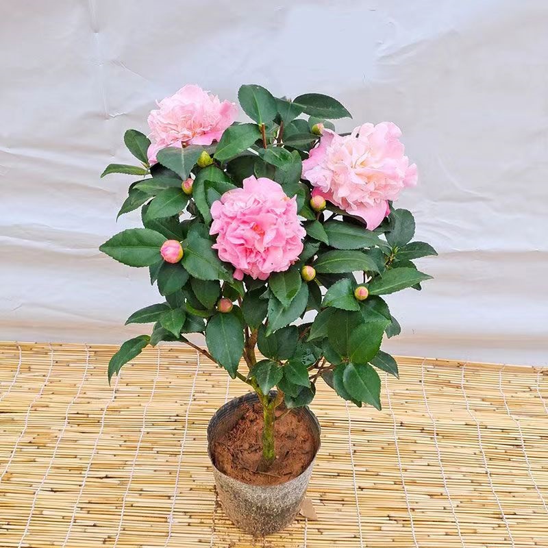 粉色香妃茶花盆栽室内外植物好养