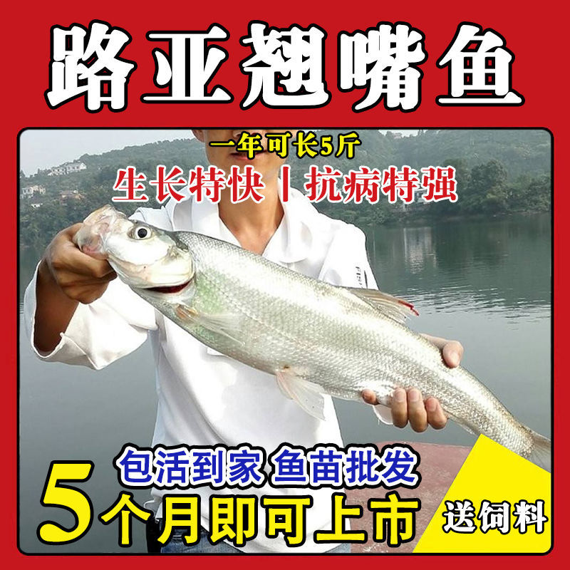 大品种优质翘嘴鱼苗路亚鱼白刁鱼苗淡水培殖大翘壳活体养殖包活