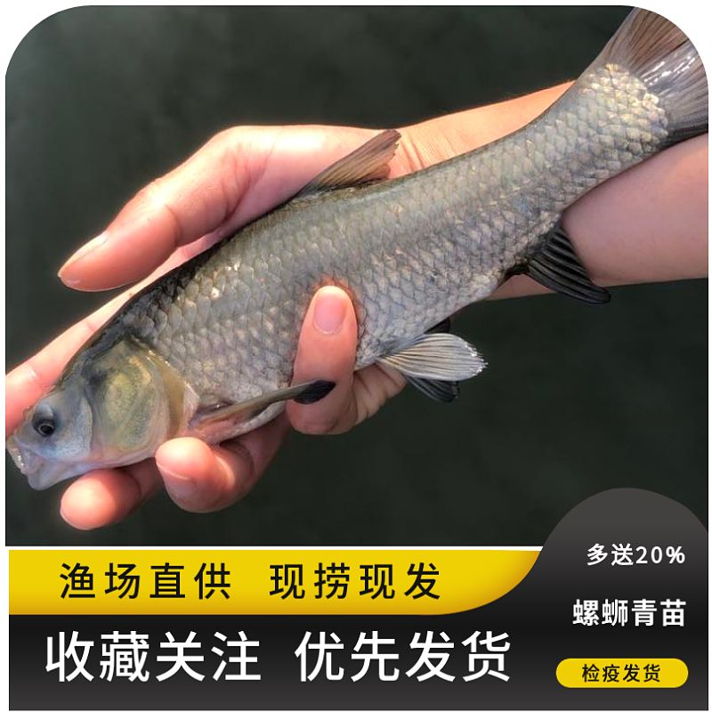 螺丝青鱼苗大快型草鱼苗鲫鱼苗花鲢苗罗非四大家鱼苗养殖鱼塘包活