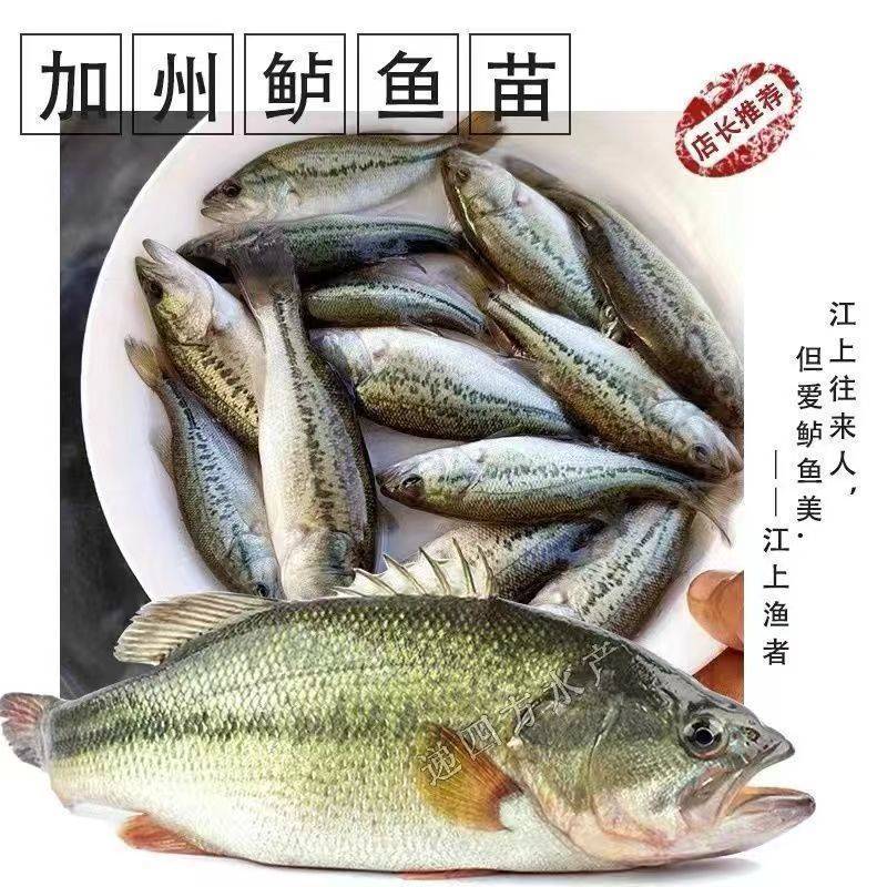 加州鲈鱼苗七星鲈鱼花鲈鱼路亚鱼优鲈三号淡水养殖食用鱼活体包邮