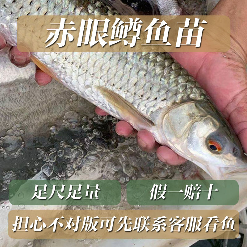 优质食用赤眼鳟鱼苗红眼鱼淡水养殖野草鱼鲤鱼大鱼野生钓鱼大白