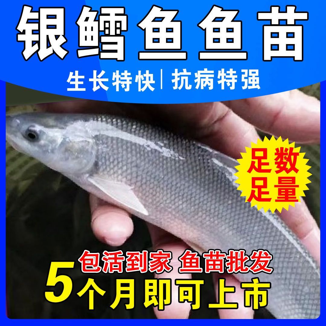 优质淡水银鳕鱼苗大鳞鲃鱼苗淡水鱼苗观赏鱼高档鱼苗包邮包活