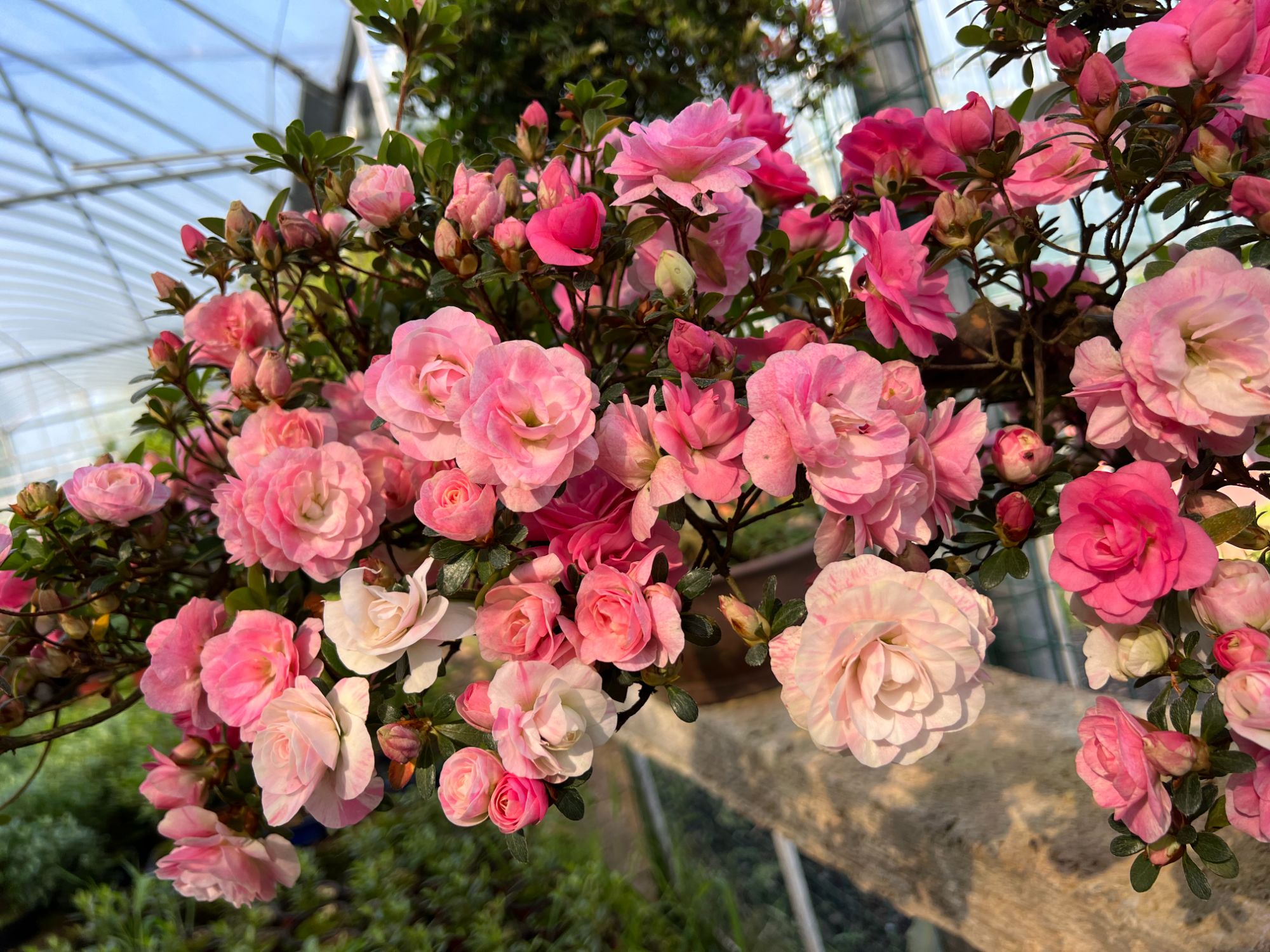 皋月杜鹃各种规格杜鹃花日本杜鹃苗