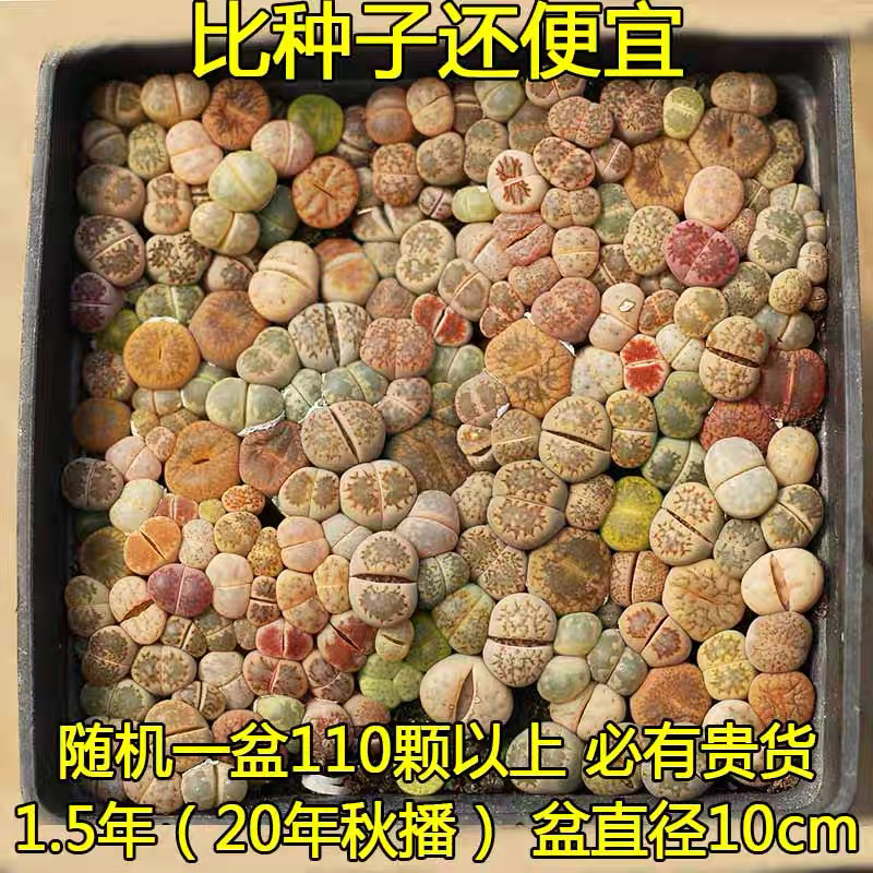 生石花10方盆110颗以上新多肉植物屁股花礼物多肉植物花卉
