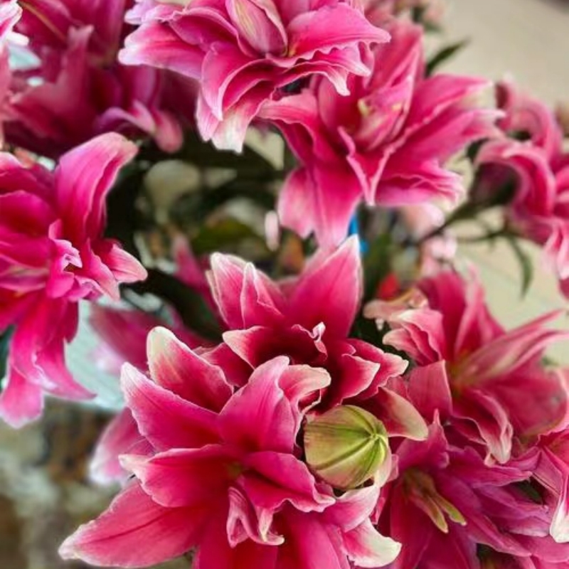现货进口重瓣百合种球室内阳台香水百合花盆栽花苗花卉绿植