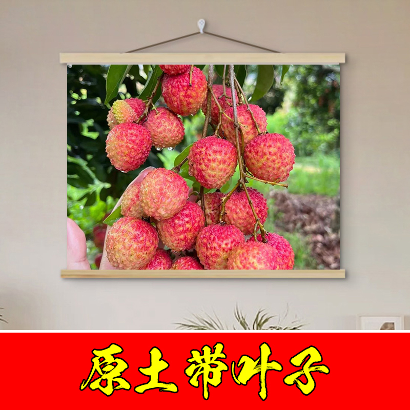 盆栽地栽 绿植 植物花卉阳台木槿庭院花园