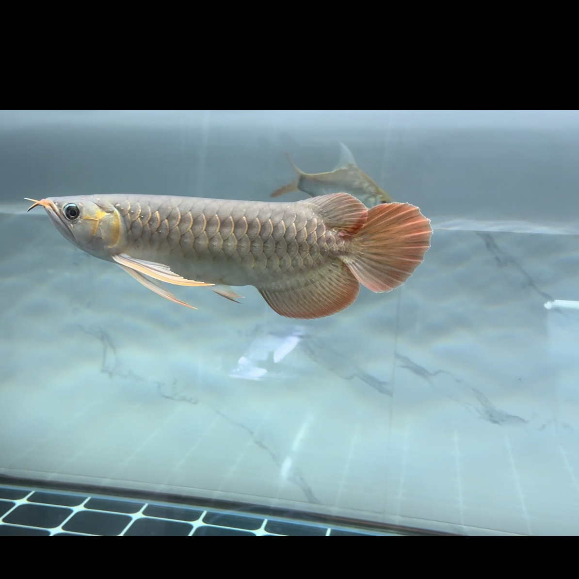 高端印尼红龙鱼，大骨架版型下挂胸鳍大扇尾