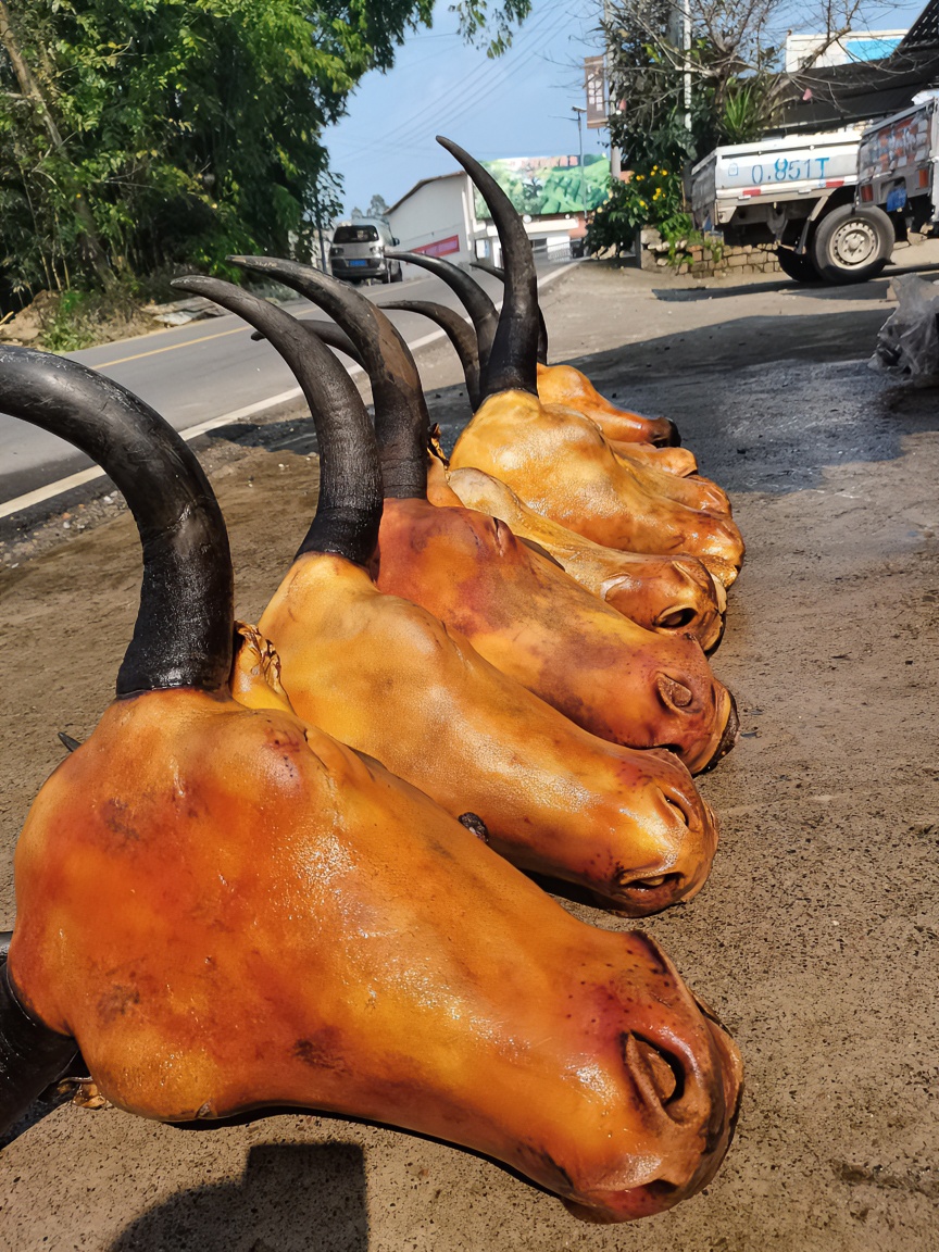 新鲜牦牛牛头 （直播间30牛头）