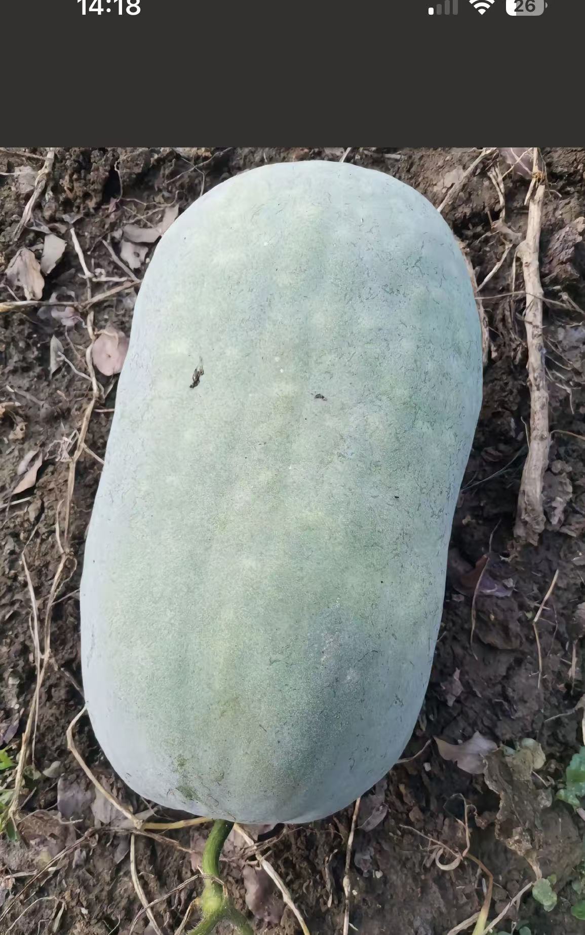 全新到手植物果蔬即食方便，冬瓜