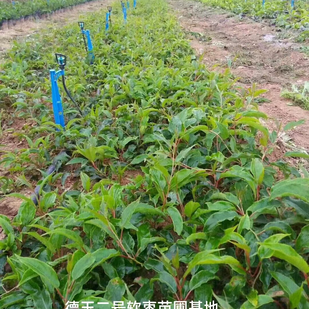 德玉二号一等苗佛肚竹根部佛肚竹元宝竹