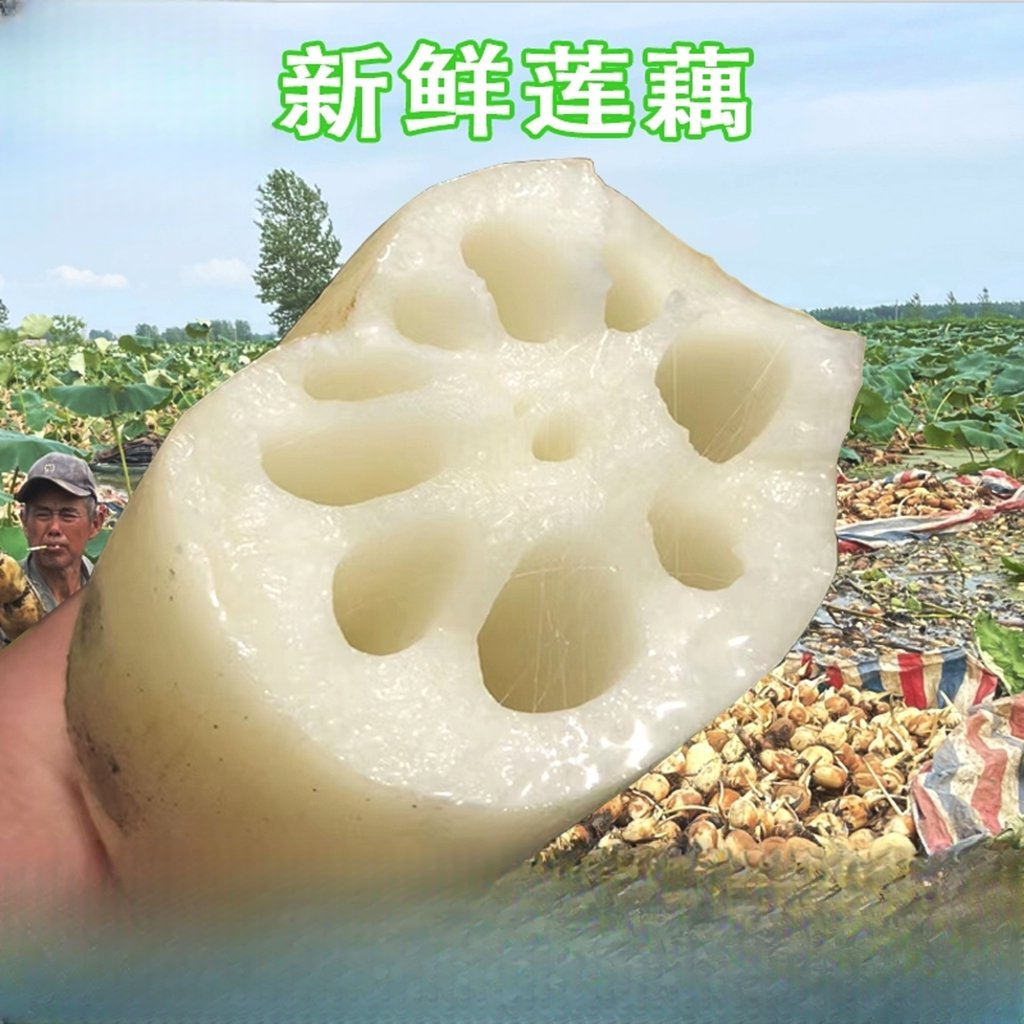 新鲜莲藕湖北应季现挖九孔莲藕脆藕粉藕凉拌洪湖莲藕蔬菜新鲜水果