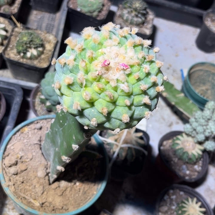 桃****3三角嫁接13棱草球锦