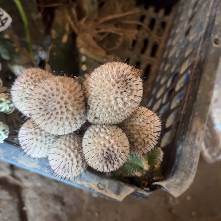直刺佩勒群三角嫁接