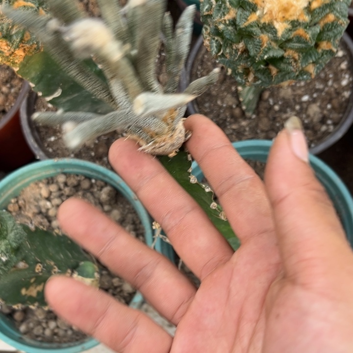 三角苗接美杜莎球
