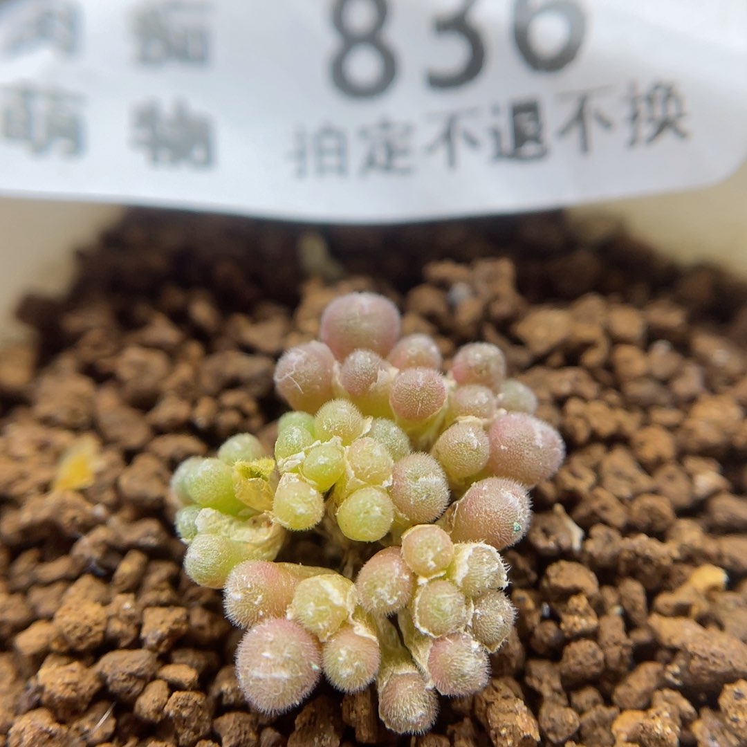 斯蒂芬毛球，头小慎拍，836号……