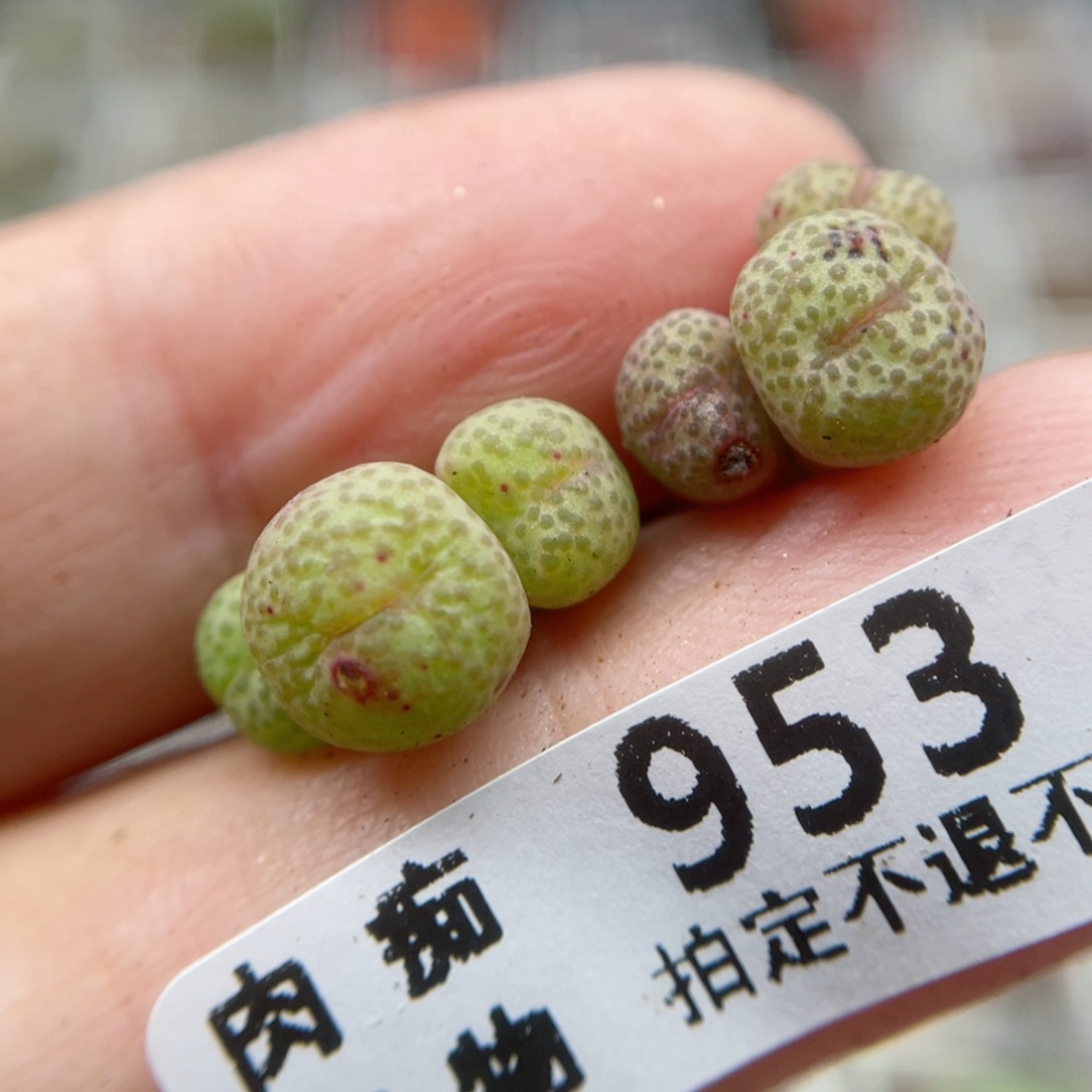 猴脸金桔，953号……