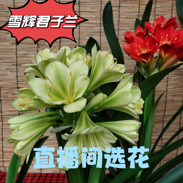 雪辉君子兰一物一拍开品不退盆栽绿植盆景不换兰花盆栽