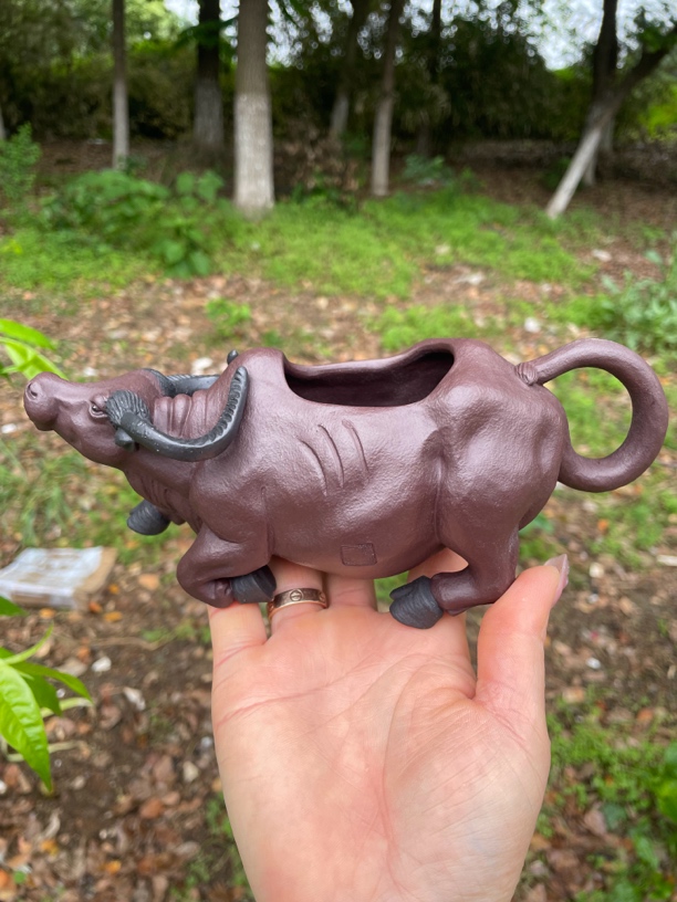 蓄势待发牛公道杯