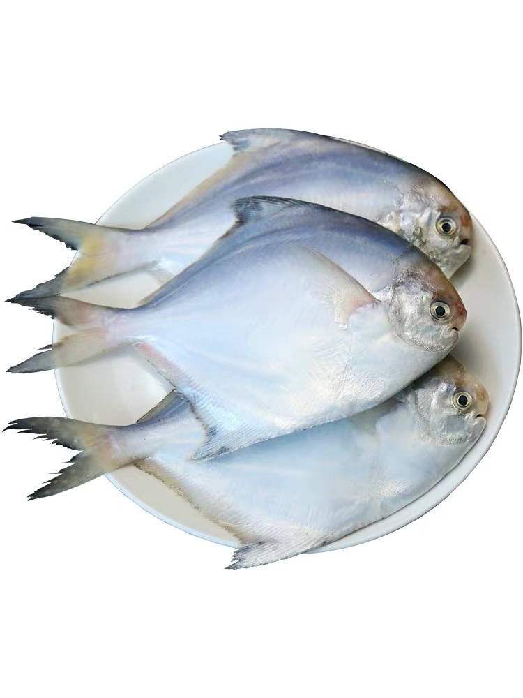 码头新鲜上岸 野生鳍鲳  白鲳 