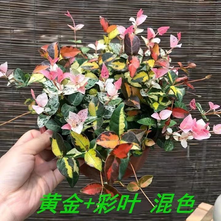 花叶络石黄金络石花苗盆栽室外阳台庭院园林绿化植物耐寒耐热