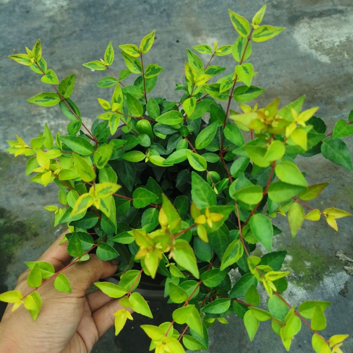 大花六道木盆栽绿化植物户外直发垂直绿化墙体绿化香味耐寒易活