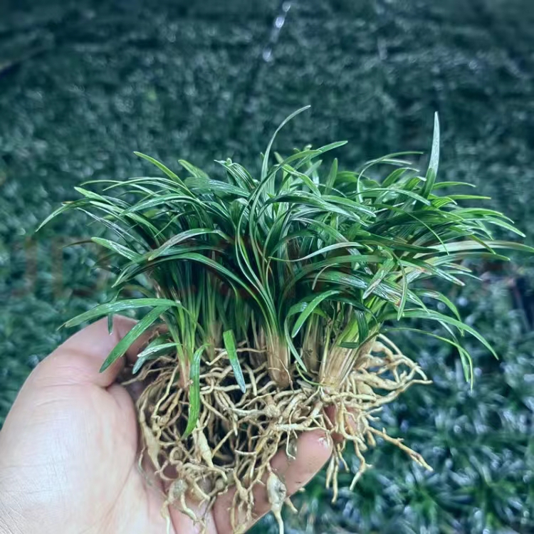 玉龙草矮麦冬耐阴耐寒耐踩踏草坪植物庭院别墅园林绿化优质正宗