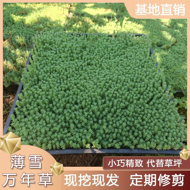 佛甲草中华景天红景天姬岩垂草庭院花镜地被植物耐旱四季常青包邮