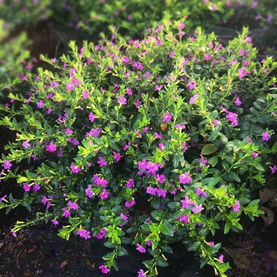 地被苗满天星盆栽花苗易活带花苞花卉绿植室内四季开花不断观赏