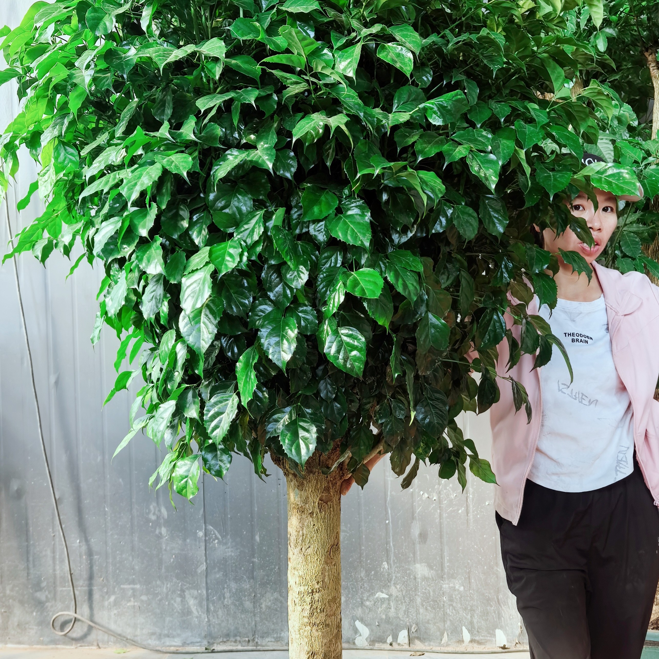 梦淵净化空气吸甲醛大棵绿宝幸福树大型盆栽室内四季常青发财树