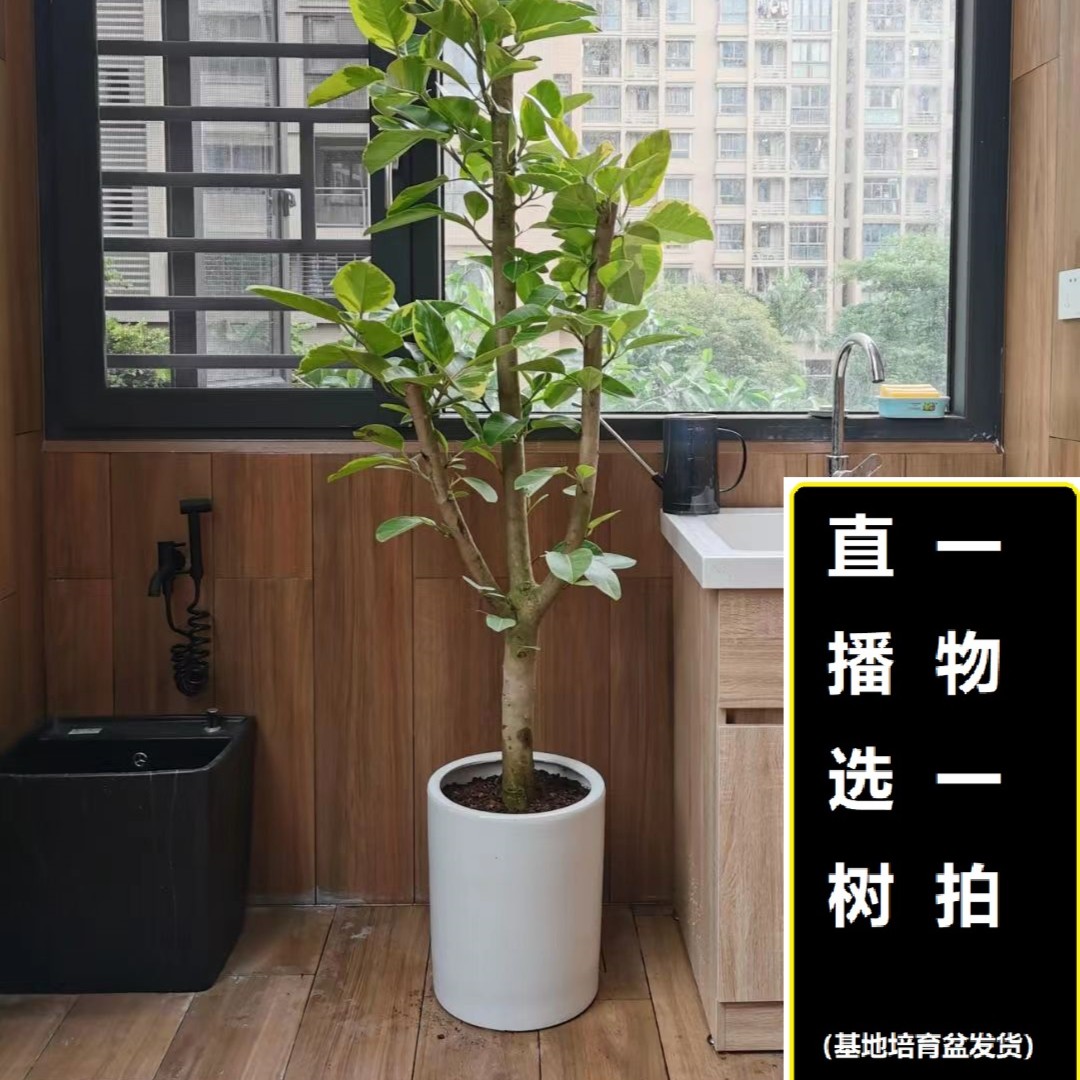 梦淵老桩造型黄金榕送货上门植物黄色简单阳台办公室净化