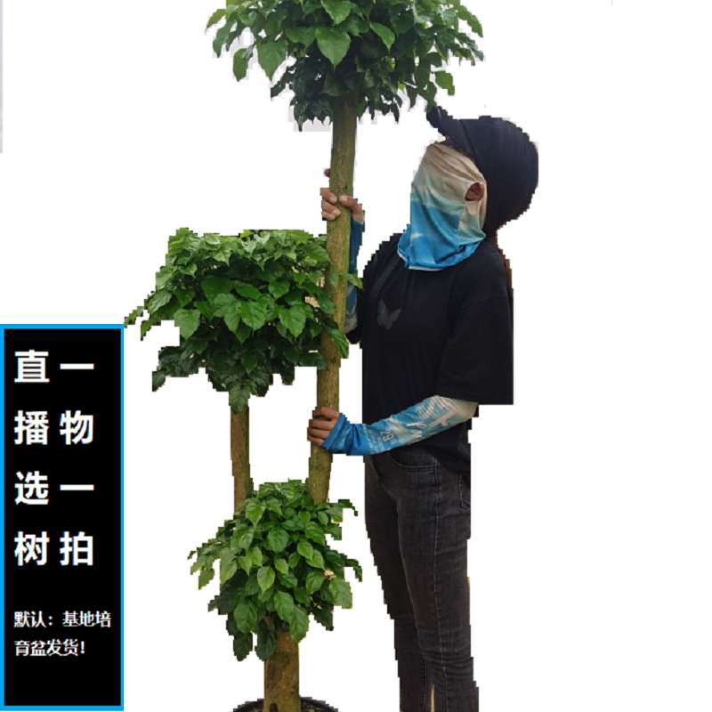 梦淵老桩多层造型大型绿宝幸福树种植基地美观顺丰包邮送货上门