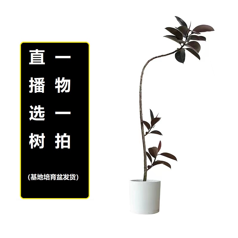 梦淵室内高档轻奢绿植橡皮树橡皮榕黑金刚造型顺丰包邮送货上门