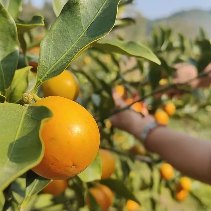 自家果园正宗融安脆蜜金柑 第三代脆蜜金桔鲜果精美礼盒装