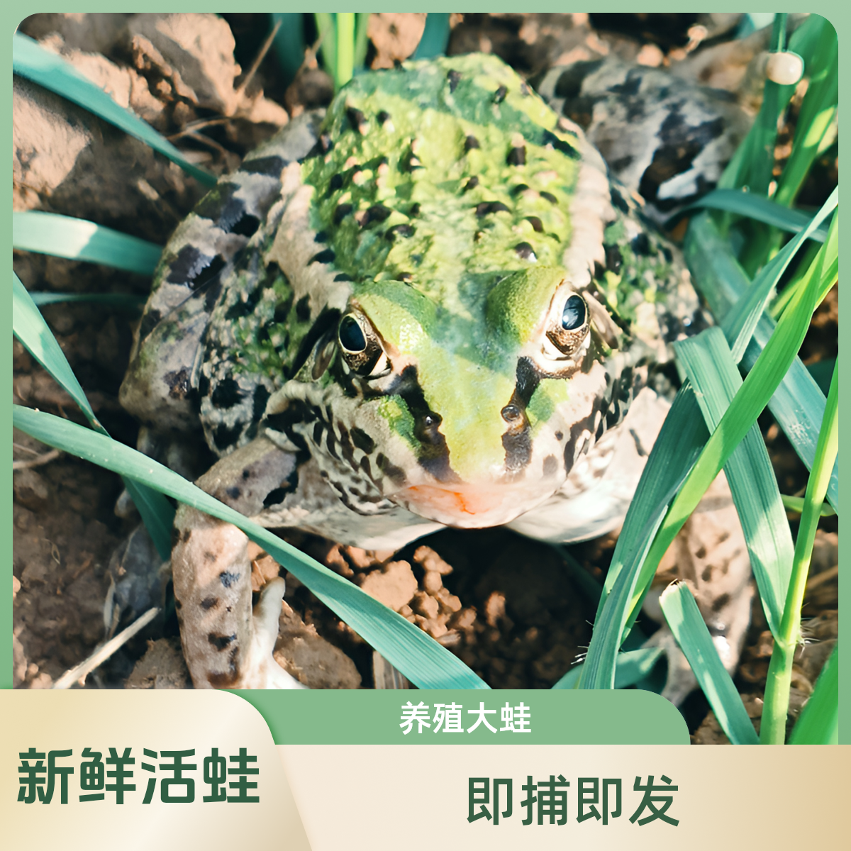 稻田养殖新鲜活青蛙生态散养三道门田鸡活体发货（特大蛙7至9只/斤