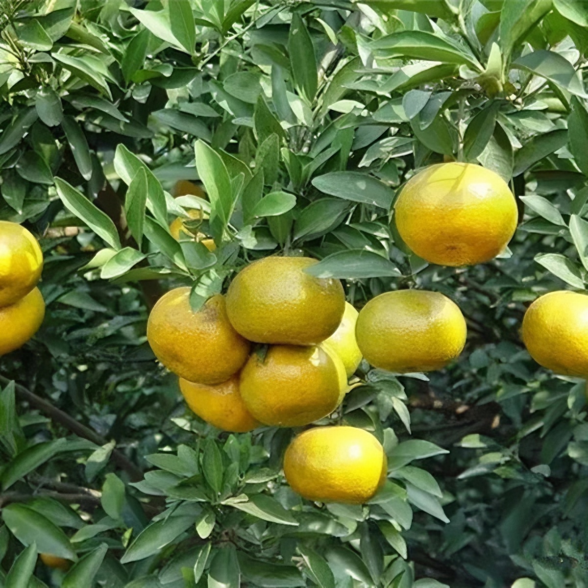 【花香浓郁】2023年新会柑皮西甲老树原枝二红皮250克500克1500克