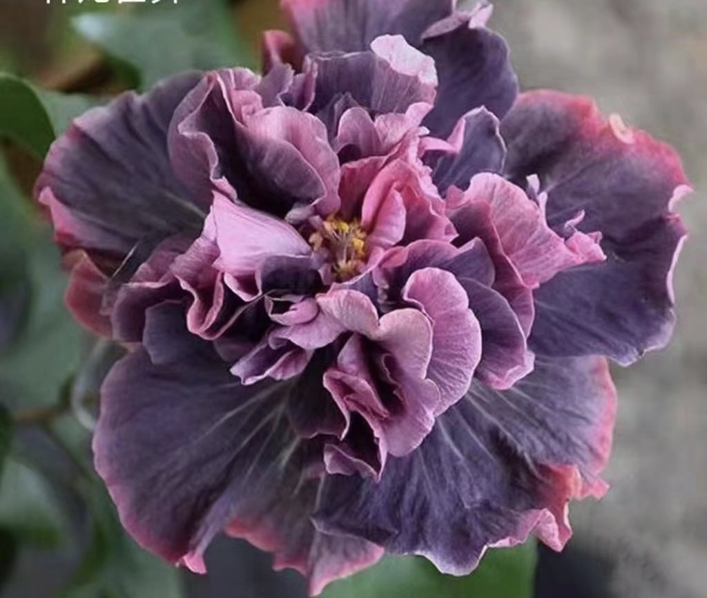 花卉一物一拍链接，（直播间一物一拍，无售后，盲拍不发货）