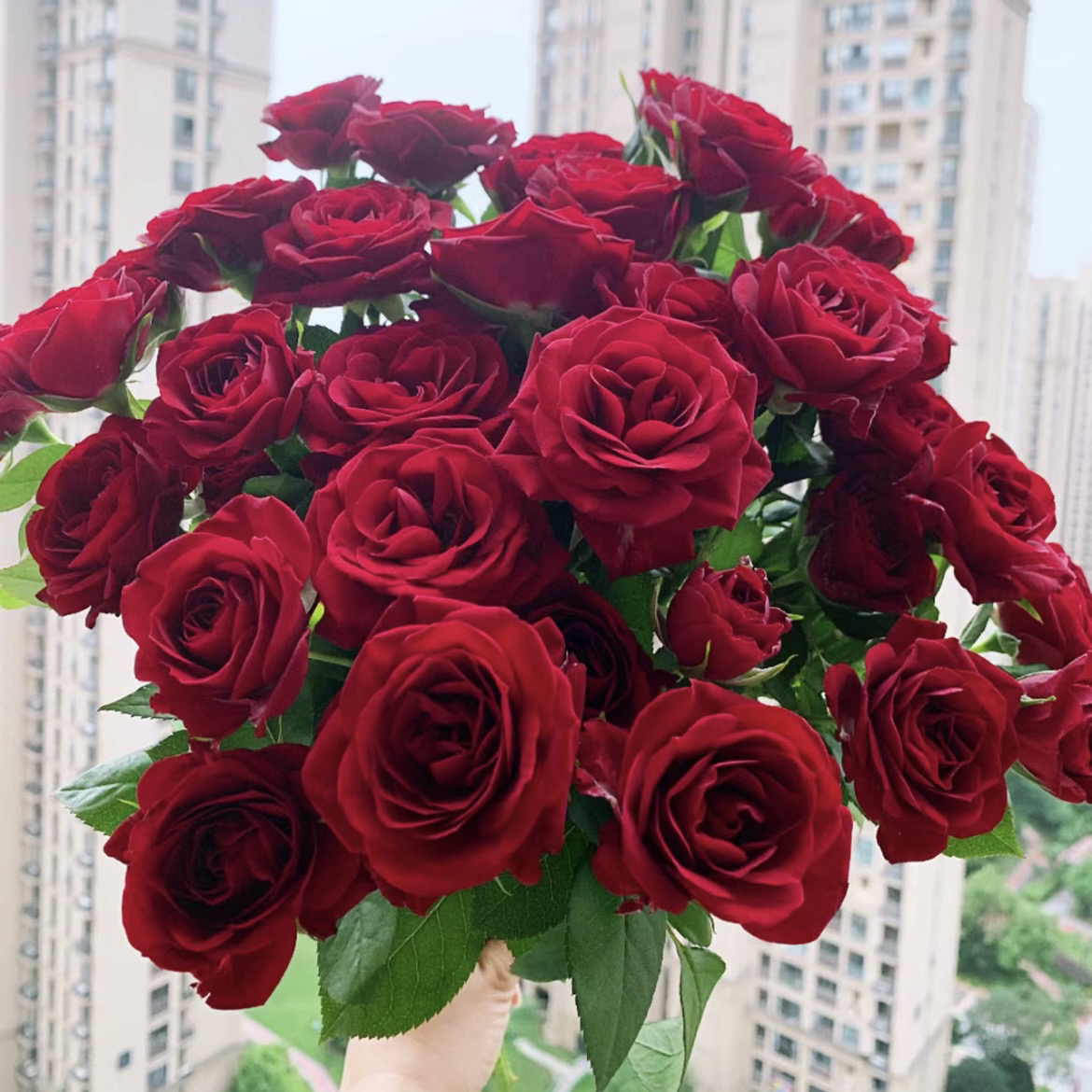 【红丝绒】1加仑盆多棵扦插月季四季庭院阳台趣味修剪养护移栽浇灌