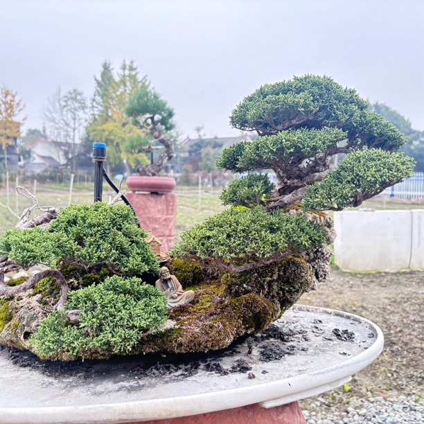 松柏荀子黄杨金蛋子火棘造型盆景（直播间一物一拍，请勿私自下单）