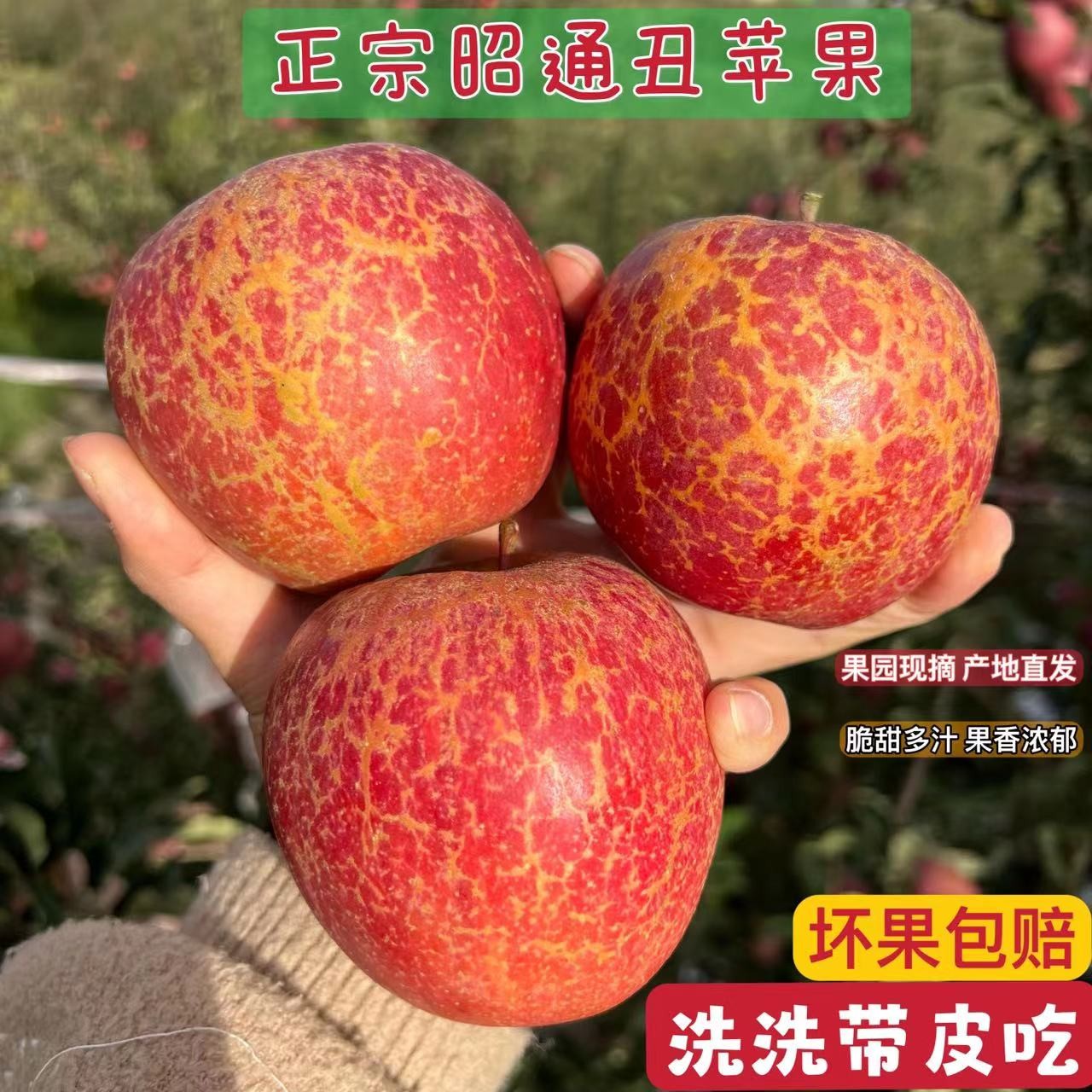 【当季】正宗云南昭通苹果新鲜水果现摘现发丑苹果脆甜多汁整箱包邮