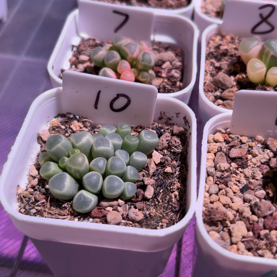 10号五十铃玉锦多肉植物锦一物一拍带盆土