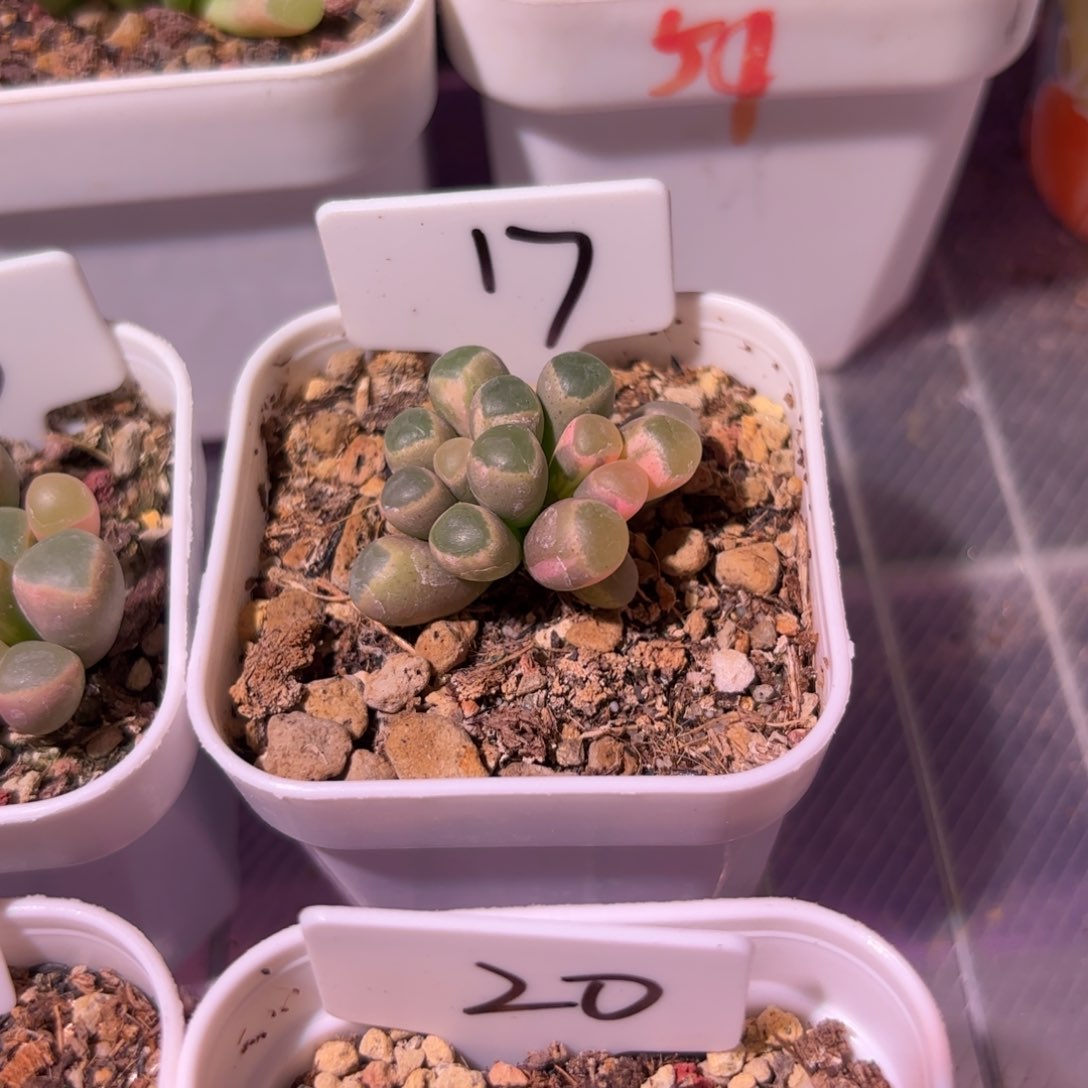 17号五十铃玉锦多肉植物锦一物一拍带盆土