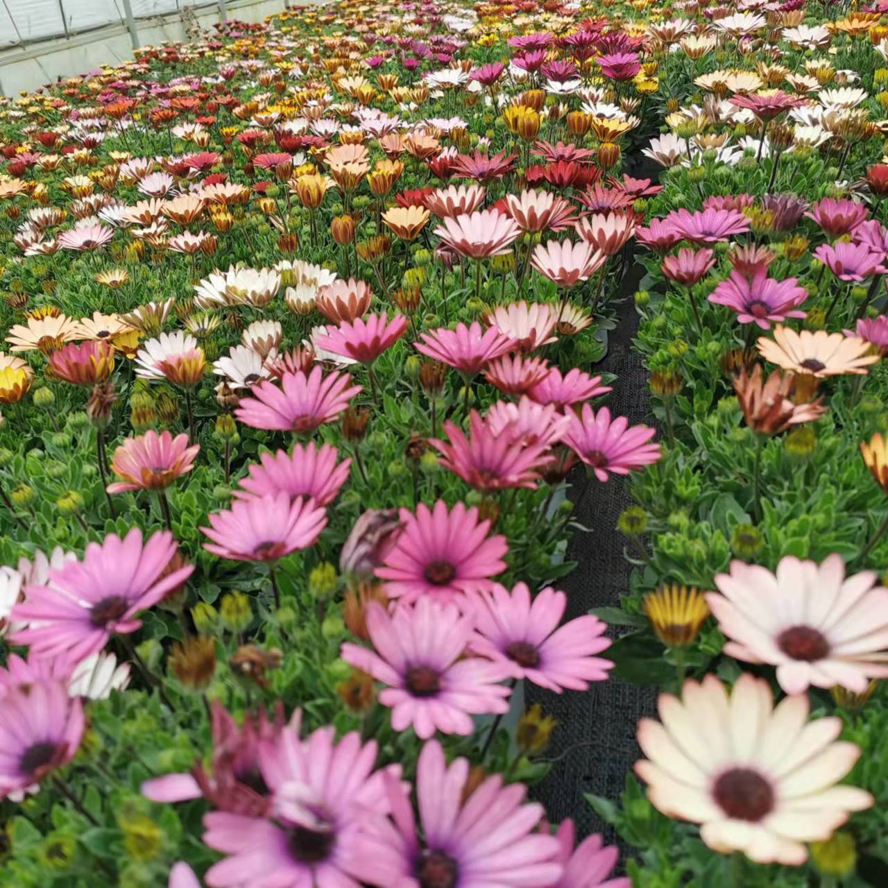 南非万寿菊花籽耐寒耐旱四季播种景观绿化非洲菊庭院阳台盆栽种子