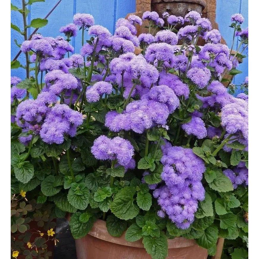霍香蓟种子种籽防虫放红蜘蛛菊果园优良绿肥保土保肥保湿蓝色花