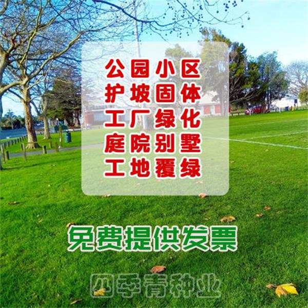 草坪种子草籽四季常青免修剪地毯草皮草籽护坡固士狗牙根庭院绿化